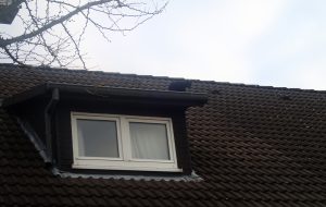 Katze auf Schleppgaube